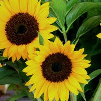 Karen Hilliker's profile image