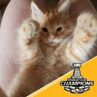 Jennifer Ann Ellis's profile image