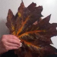 Debbie Werno MacNeal's profile image
