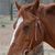 Pair O' Docs Farm's profile image