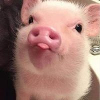 Den Sal's profile image