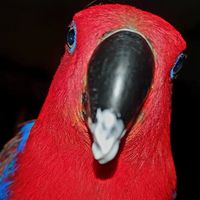 Ally Corti's profile image