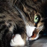 Amanda Petschukat's profile image