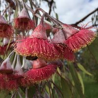 Pauline McLay's profile image