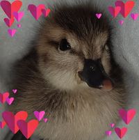 Sue Rose's profile image