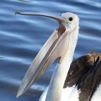 Halina Pelecanus's profile image
