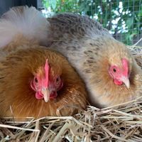 Patricia Cremer's profile image
