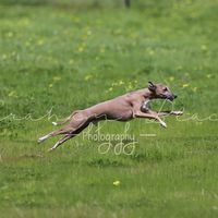 Peta Griffiths's profile image