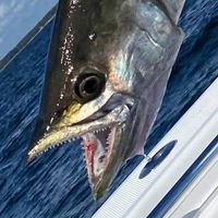 Scott Tomlinson's profile image