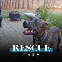 Jane Rivelle's profile image