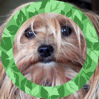 Diane Lafleur's profile image