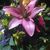 Lois Fenner's profile image