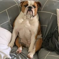 Luke Bauer's profile image