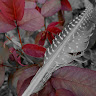 Lord Ddraig the R.'s profile image