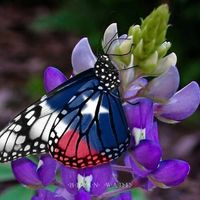 Lorene Shackelford-Cotnam's profile image