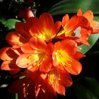 Rosanna McCawley's profile image