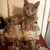 Susan Smith Szabo's profile image