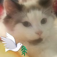 Robyn ODale's profile image