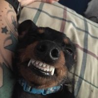 Karen Skourn Helton's profile image