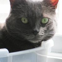 Sharon Tirrell's profile image