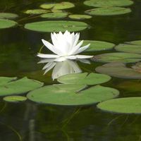 Teri Mcintyre's profile image