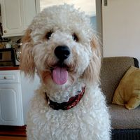 Heather Pierce's profile image