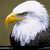 Matt DeBonis's profile image