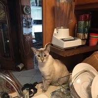Kitty Vandenbeemd's profile image