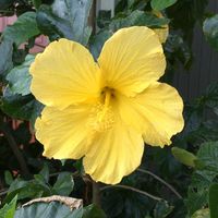 Sue Lamberts's profile image