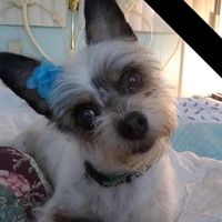 Pam Ware Gebora's profile image