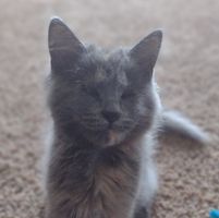 Laura Elizabeth's profile image