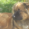Davis's profile image