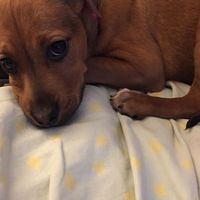 Diane Donnelly's profile image
