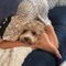 Carolyn O.'s profile image