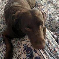 Amy Rafter's profile image