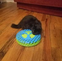 Roann Maclean's profile image