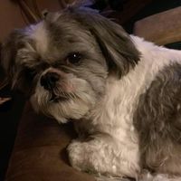 David Ford Sr.'s profile image