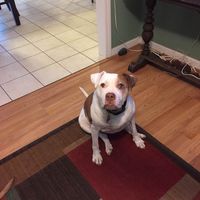 Laura Palazzi's profile image