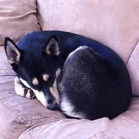 Dana Hart's profile image