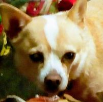 Roxanne Dufault's profile image