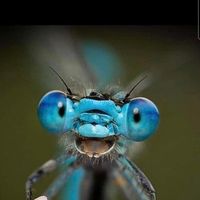 Victoria Mayo Clements's profile image