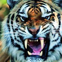 Tim Burgess's profile image