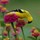 Cindy Harkins's profile image