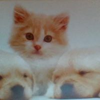 Dano Drumo's profile image
