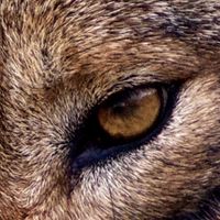 Dragan Filipovich's profile image