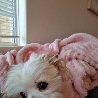 Sharon Callander's profile image