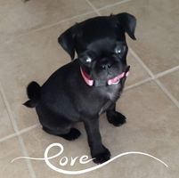 Patricia Turnburke Dove's profile image