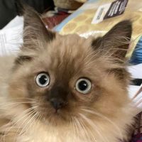 Kay Ellen Conway's profile image
