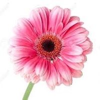 Suzie White's profile image