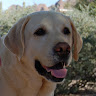Puppy M.'s profile image